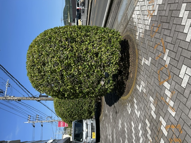 IMG_6839.jpeg