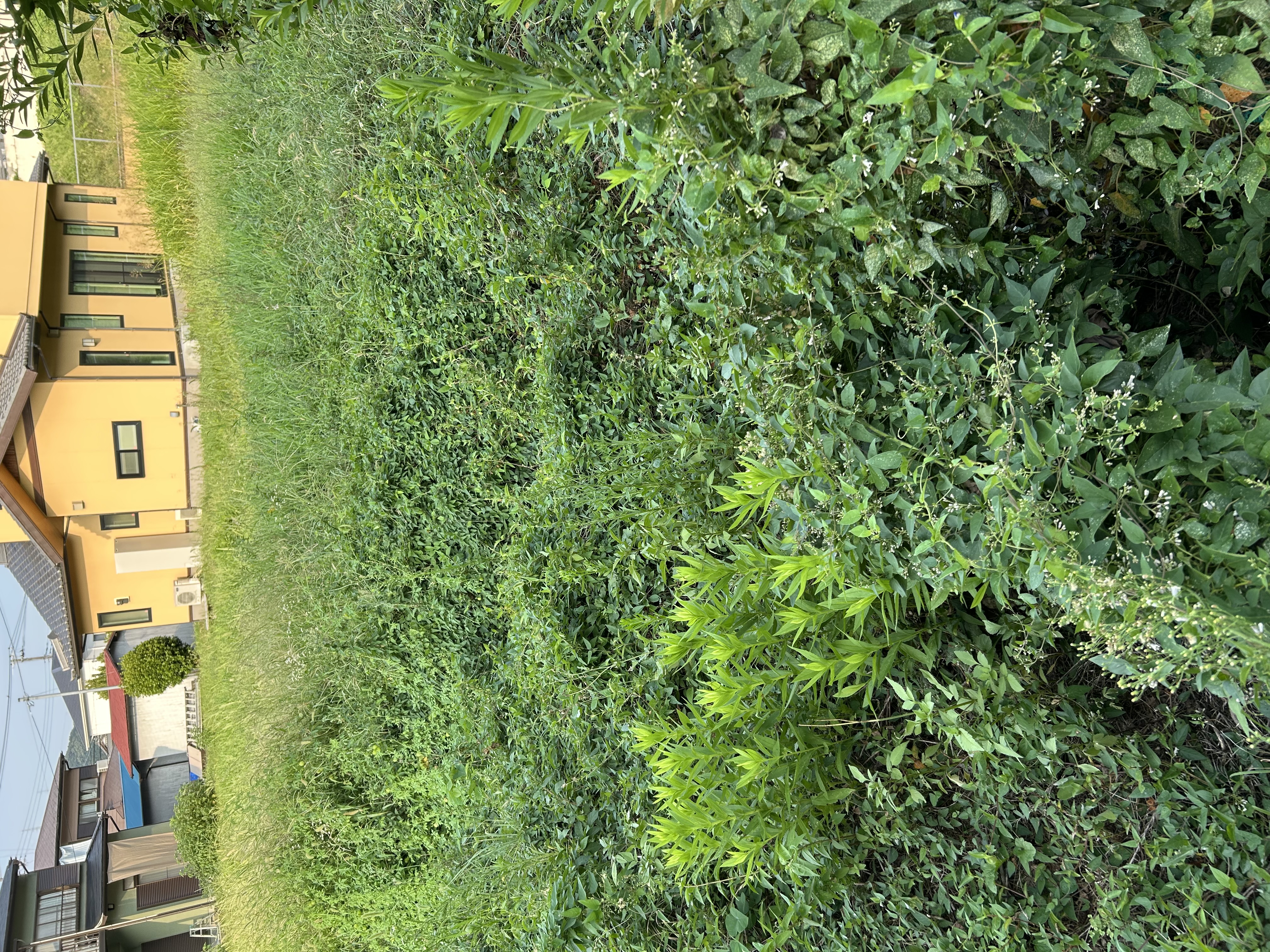 売土地　伊豆市熊坂