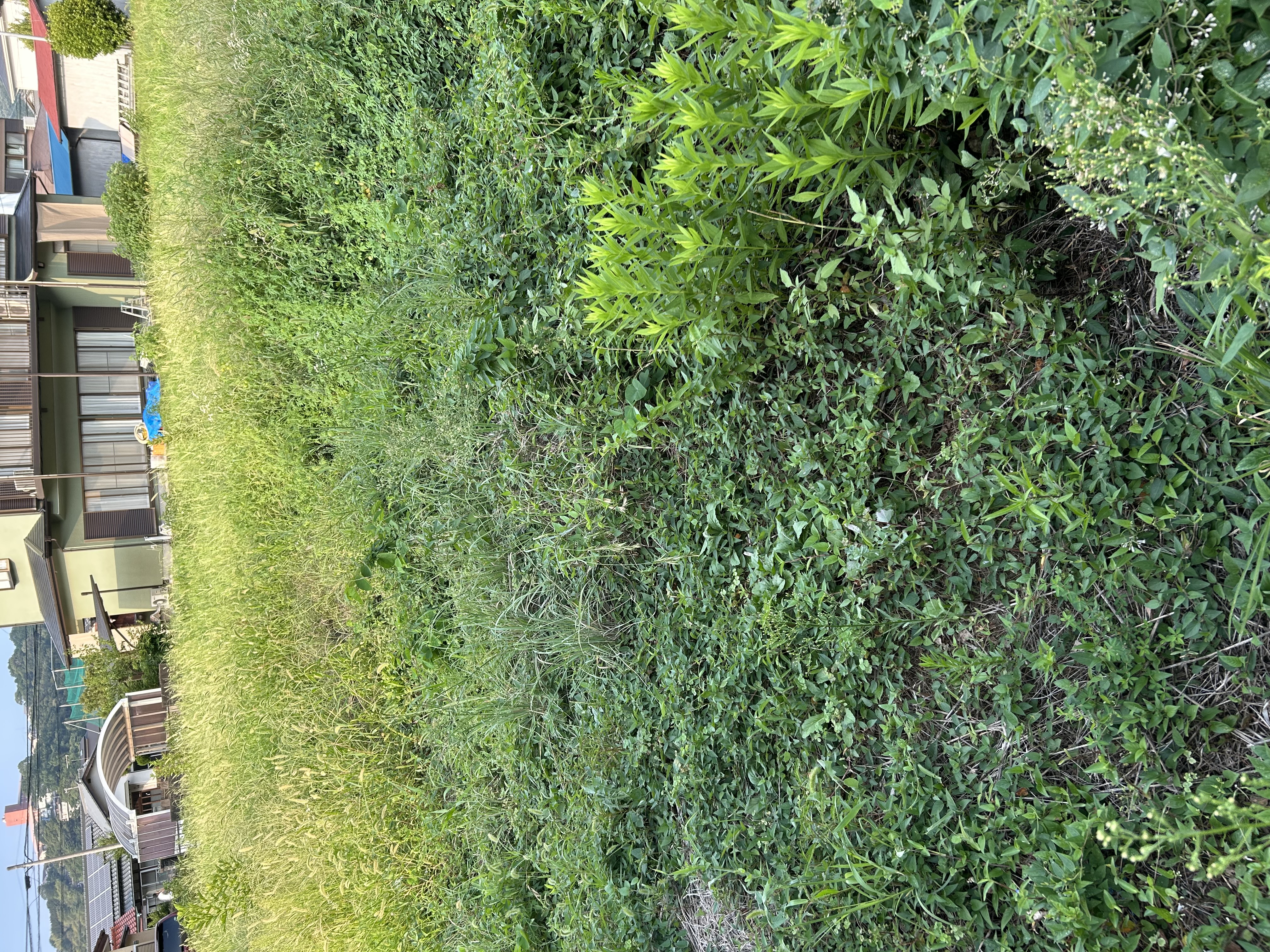 売土地　伊豆市熊坂